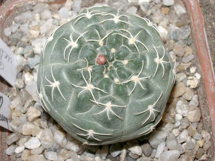 Gymnocalycium uebelmanianum
