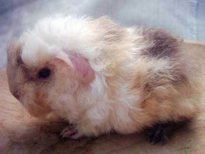 femela pui mohair; femela pui mohair
