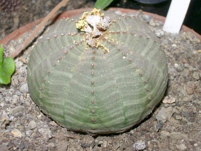 Euphorbia obesa - Suculente