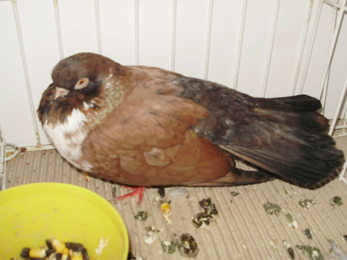 orbetean 4