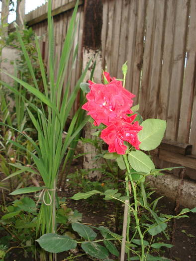 DSC09687