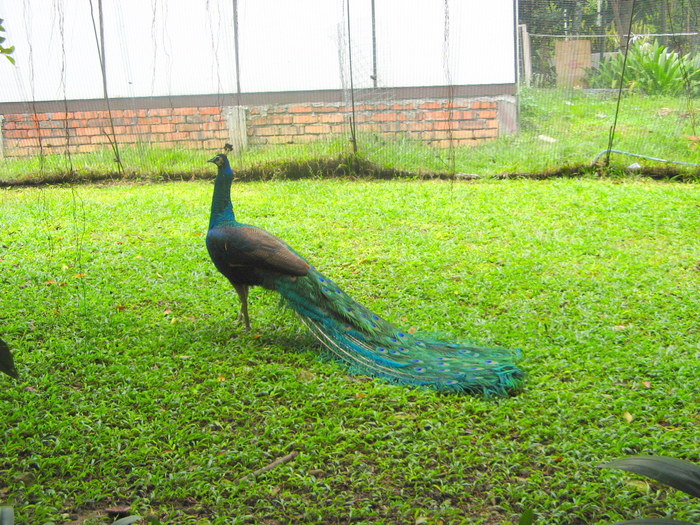 IMG_0287 - 2_1 - Kuala Lumpur Bird Park