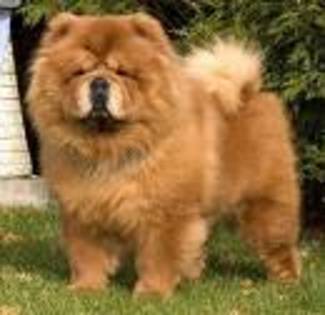 chow-chow09 - chow-chow