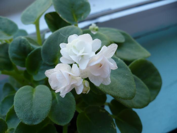 mini-violeta alb involt