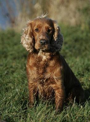 cocker_spaniel