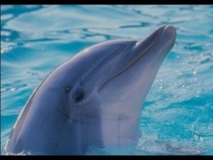 delfin 1