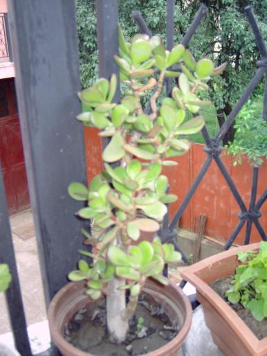 Crassula arborescens - Plantele mamei