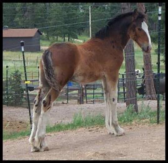 perfectlegs - animale