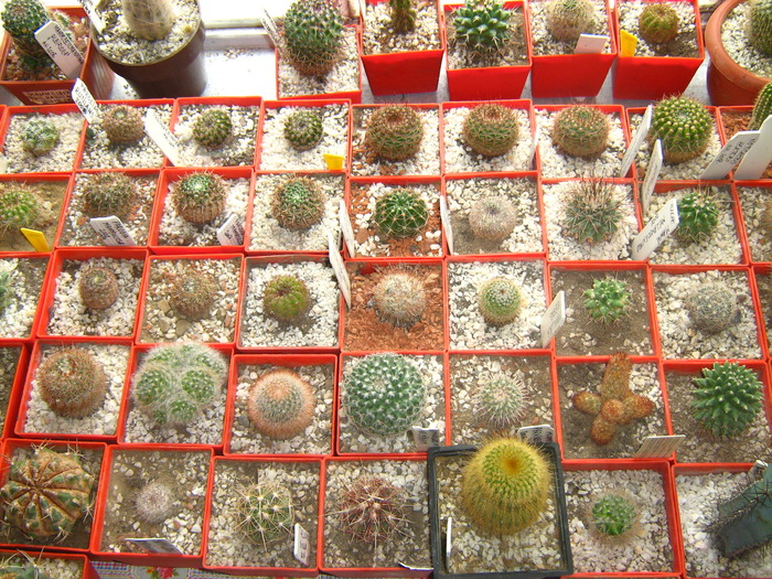 Picture 031 - cactusii mei