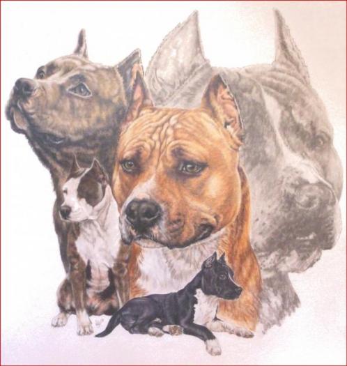 American Staffordshire Terrier1 - NET grafica caini