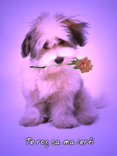 ai168288n528262 - animale si flori