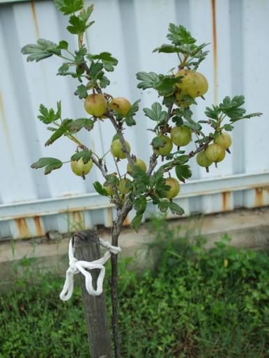 agrise - gradina