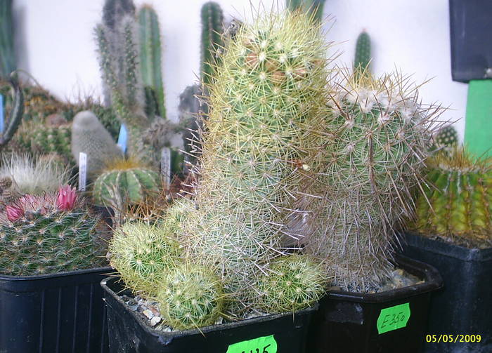 Mammillaria elongata ssp. echinata