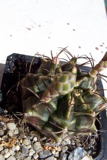 100_5901; Gymnocalycium horstii
