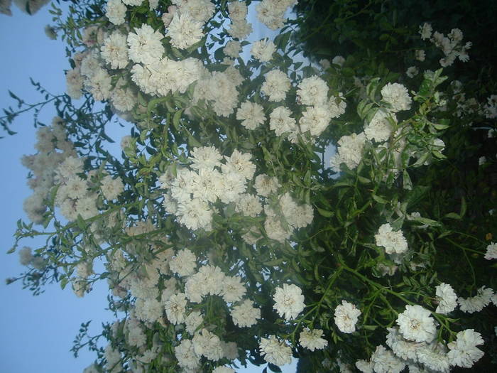 DSCF0933; trandafiri
