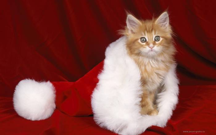 Catss CHRISTMAS 1 - Catss Christmas hat reds