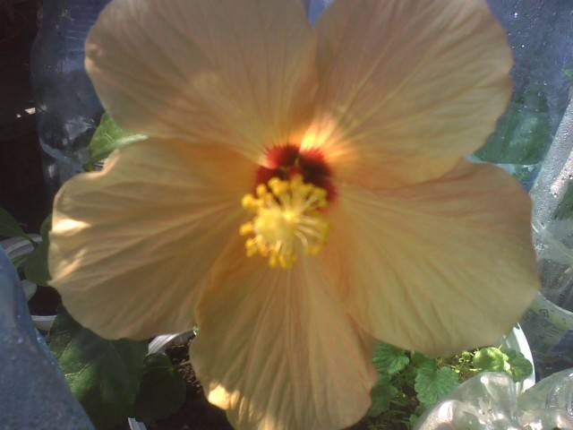 IMG_0877; hibiscus crem
