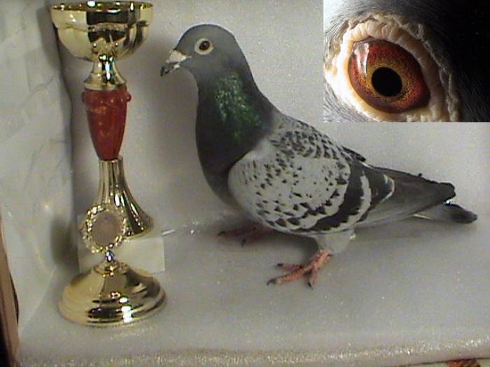Cehoaica mama campionului national - Porumbei de exceptie