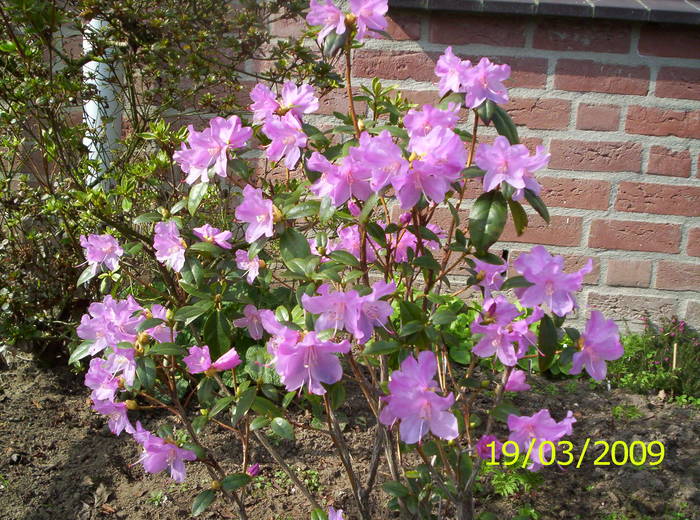 Rhododendron Preacox 19 mart 2009 - rhododendron