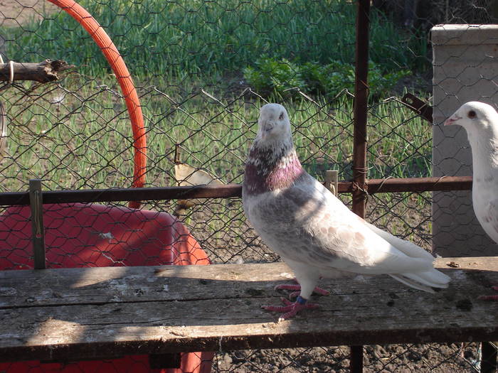 76 - E Porumbei Voiajor Standard Vechi