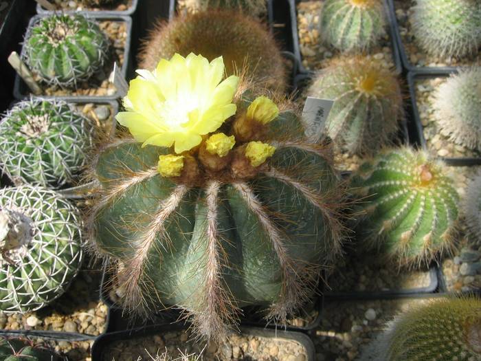 Notocactus magnificus