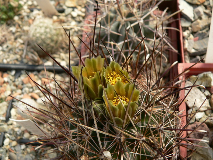 ancistrocactus_megarhizus (2) - genul Ancistrocactus