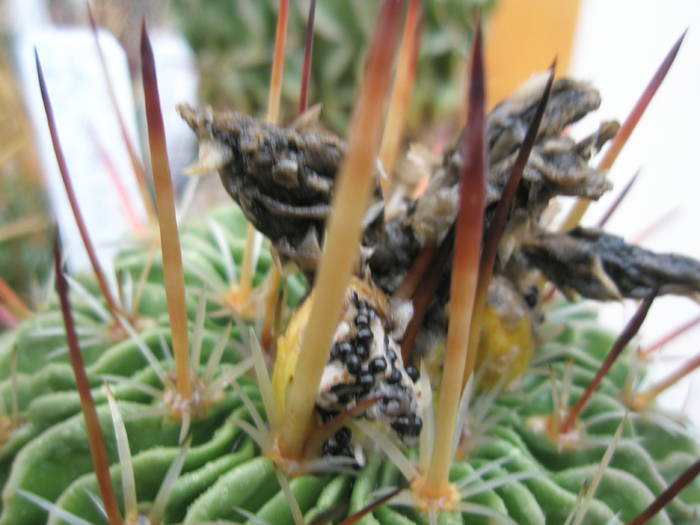 Echinofossulo crispatus - fruct crapat 12.07 - FRUCTE de cactusi si suculente