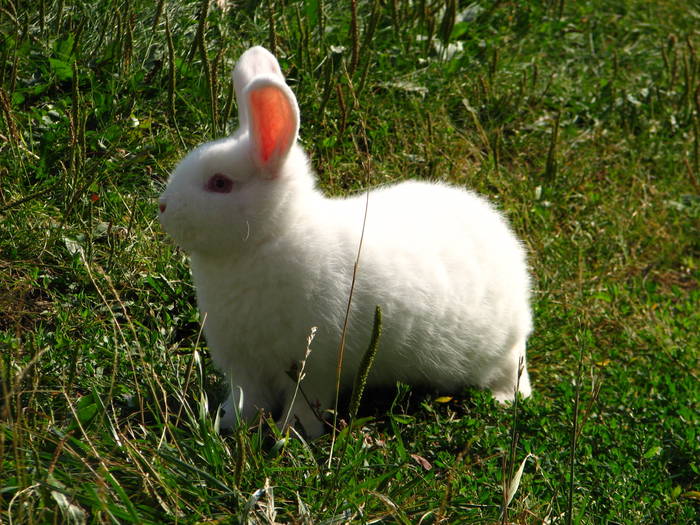 Mascul - 4-iepuri Neozeelandez alb