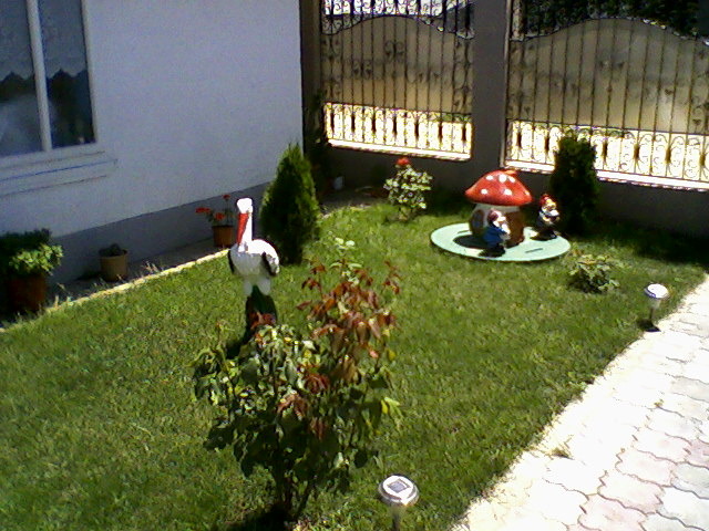 Fotografii-0012 - dragele mele flori 2009