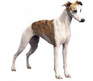 whippet