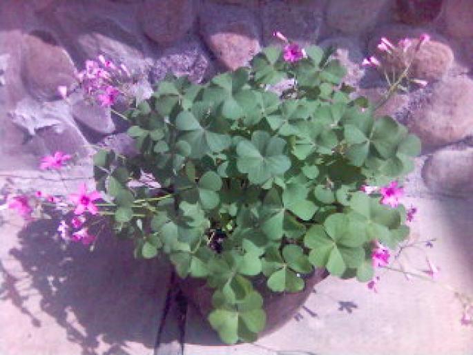 oxalis