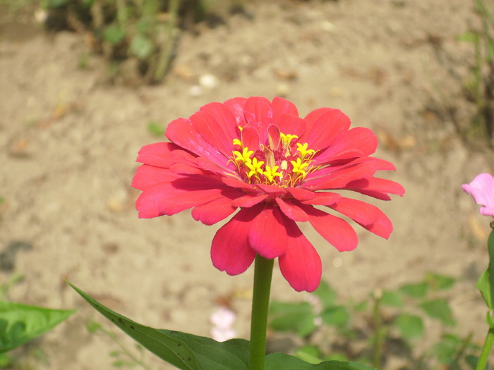 DSCI0498 - carciumarese-zinnia