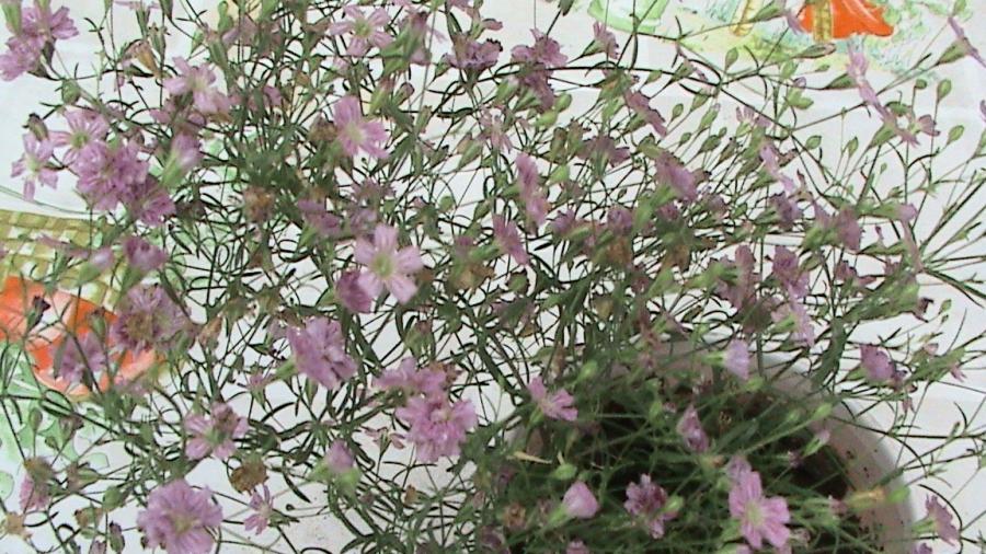 DSC00085 Gypsophila rosea - nume necunoscut