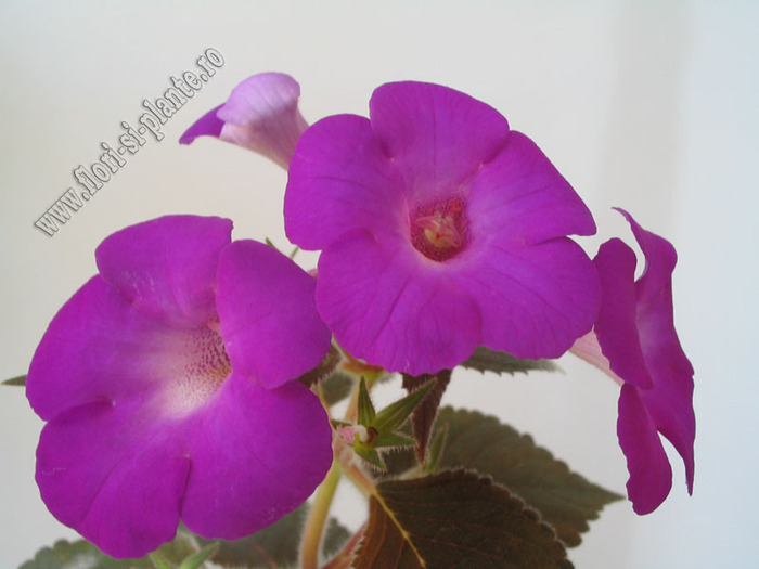 Achimenes Madame Geheune 4
