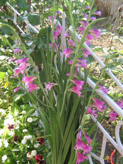 24 mai 001 - flori de gradina 2009