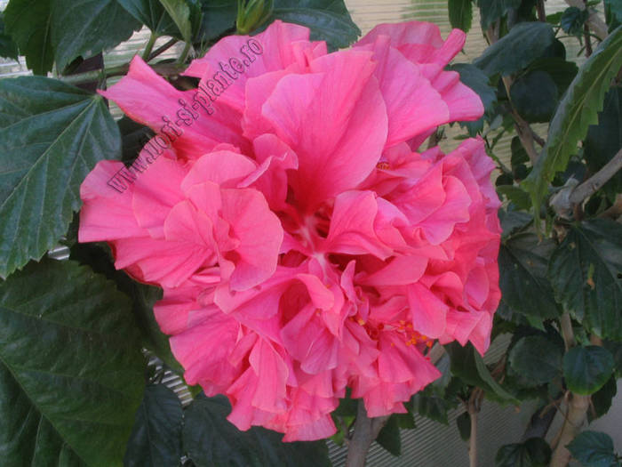 Hibiscus Mrs George Davis 7
