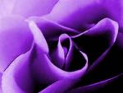 HRTH - Purple rose