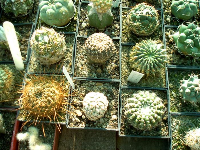 Rajko (6) - Cactusi