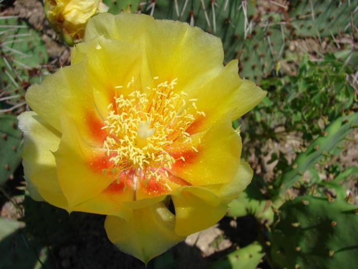 Opuntia humifusa - Cactusi la Mangalia