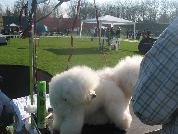 IMG_4689 - bichon frise