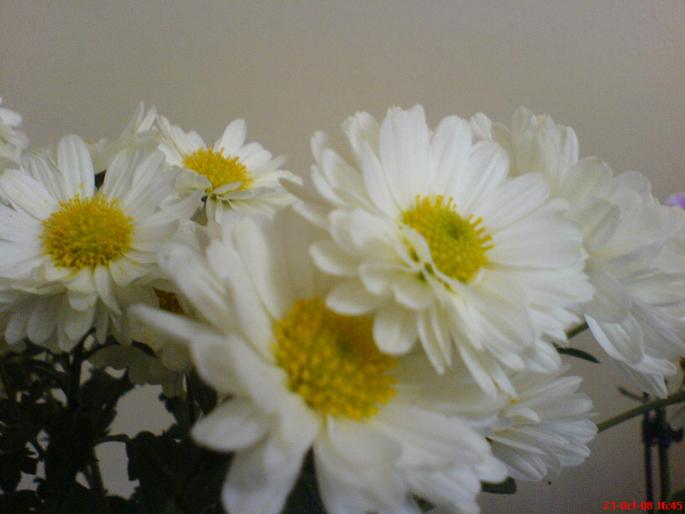 crizanteme2 - flori diverse