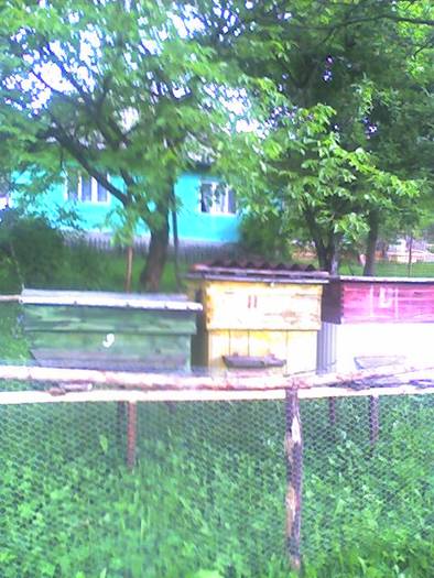 Inceputul apiculturii cu trei stupi - Casa parinteasca Moisei