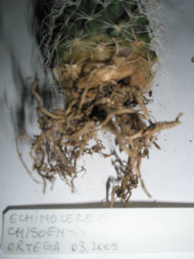 Echinocereus chrisoensis 2 - RADACINI de cactus