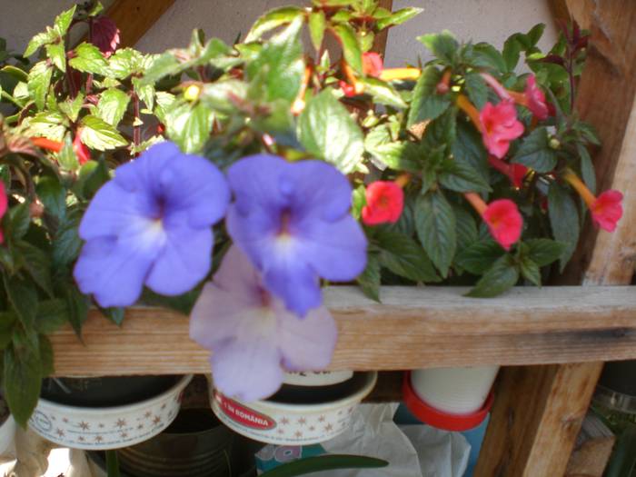 30iulie 2009 006 - achimenes