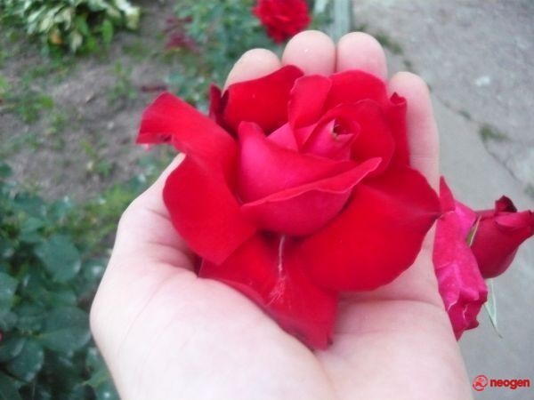 847192a2_0010000754868_00_600