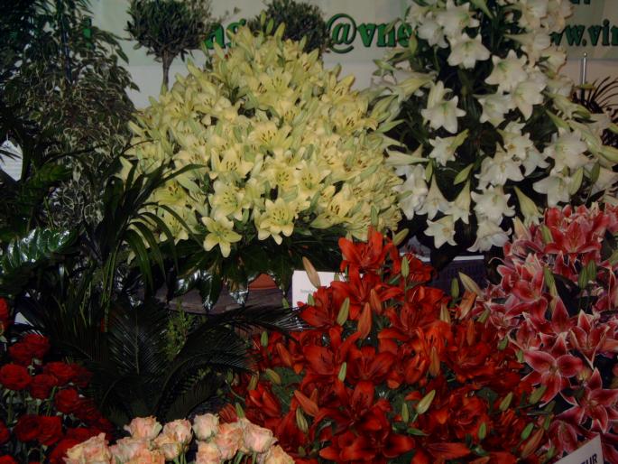 DSC00083 - Expozitie flori Timisoara  luna Mai 2008