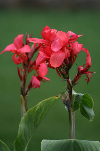 Canna Cherry Red - garden 2009