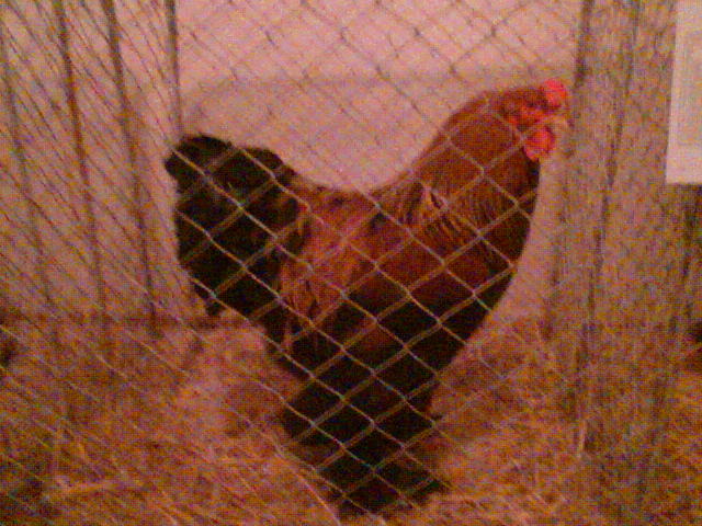 Imag074 - EXPO SATU MARE 2009