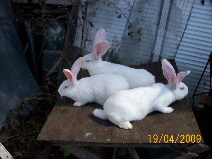 Picture 007 - poze iepuri aprilie 2009