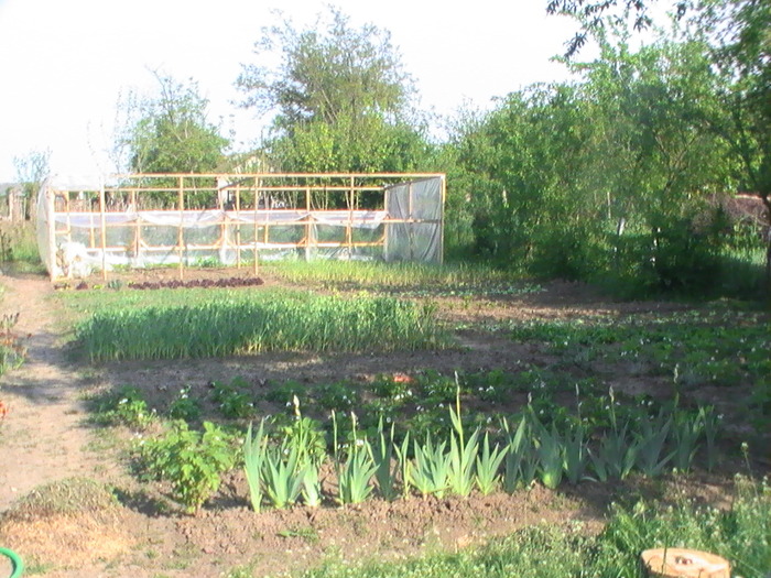 1-Mai 2009 - Anul 2009 in gradina mea